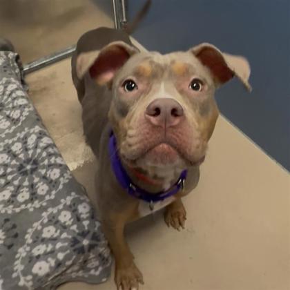 Mocha