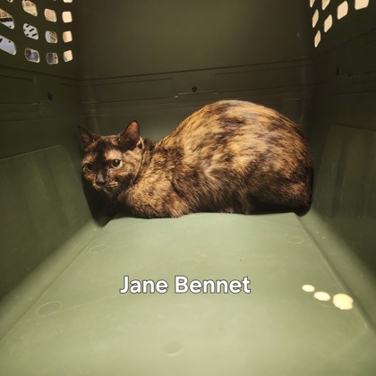 Jane Bennet