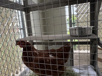 "Miss Cluck"