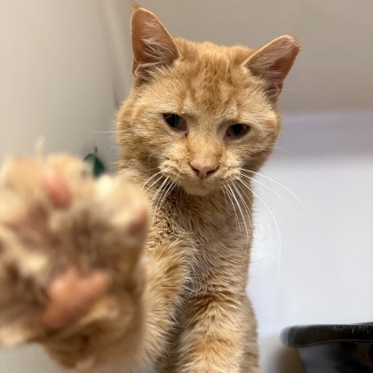 "Maple"- Adoption Hold