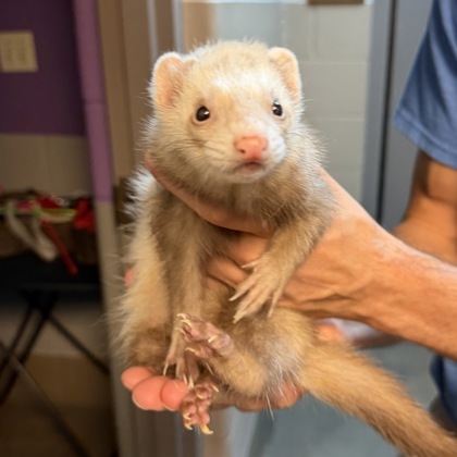 Penelope