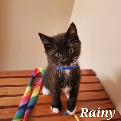 Rainy
