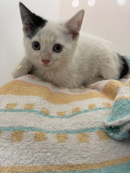 "Pixel"