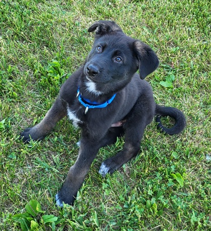 Alfie