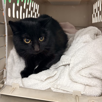 "Kiki" - Adoption Hold!