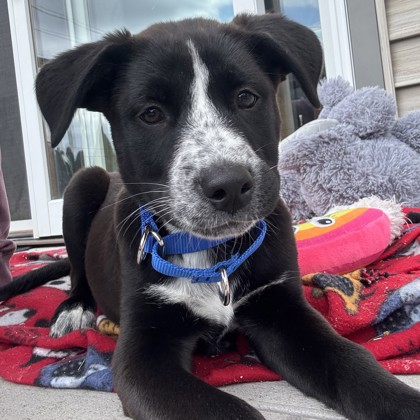 Harper