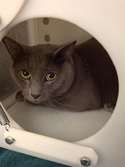 Milo