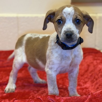 Skipper - Available Fri. Feb. 13 @ 11am