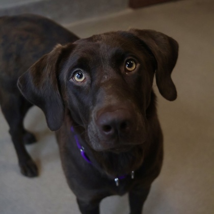 Brownie