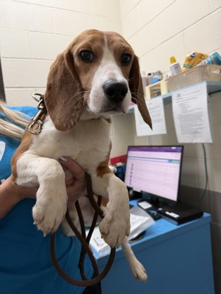 Beagie Smalls
