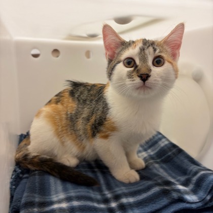 Mochi