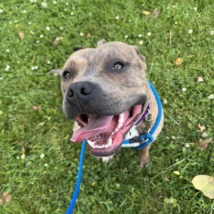 Axel