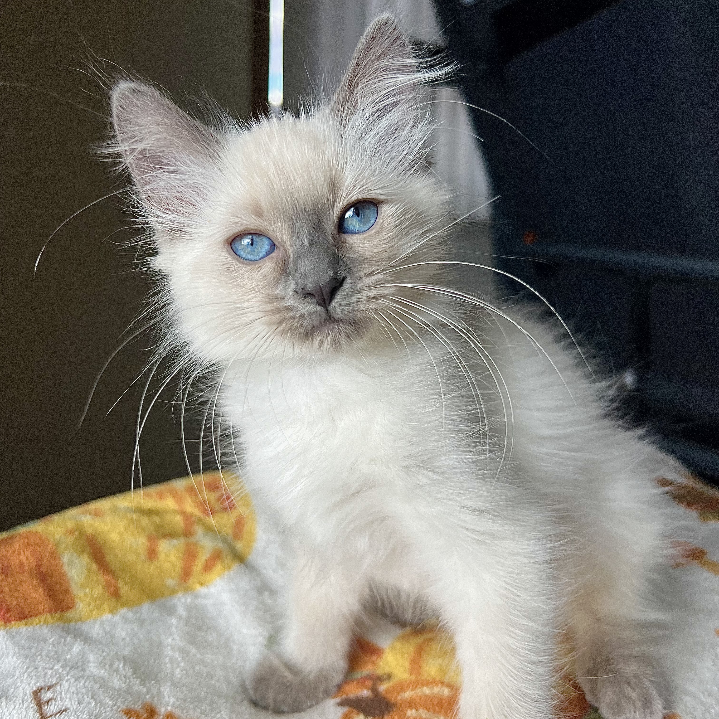 Almond Wisconsin Humane Society