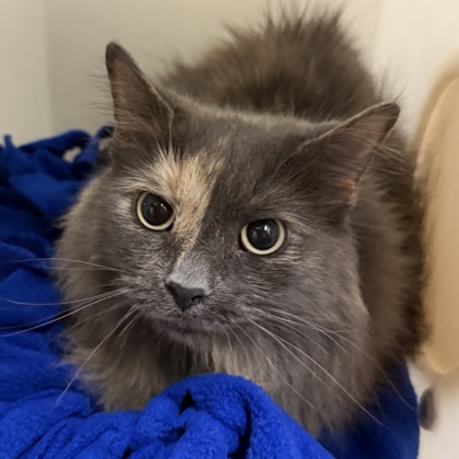 Artemis