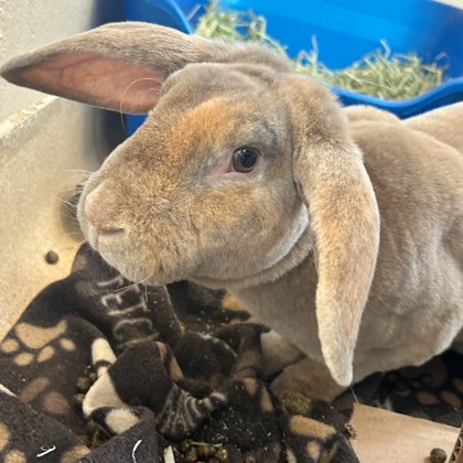 Thumper