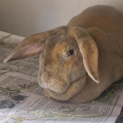 Thumper