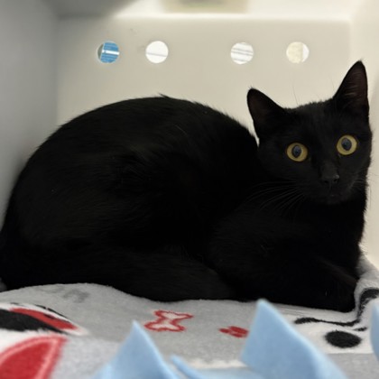 Seedly - Working Cat!