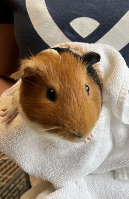 Bacon Boy