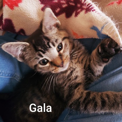 Gala