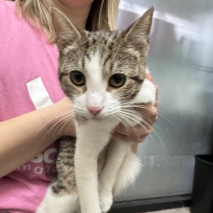 "Hypaxia" - Adoption Hold!