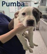 Pumba