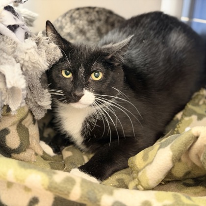 Salem - Required Couple