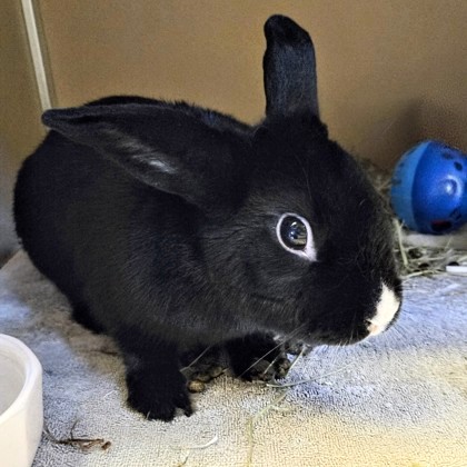 Isla - Available Fri. Apr. 10 @ 1pm