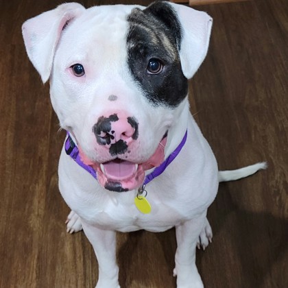 Princess - Available from Foster!