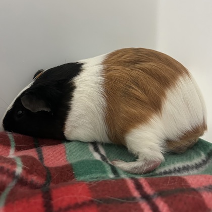 Smores