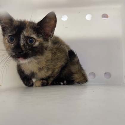 "Gravy" -Adoption hold!