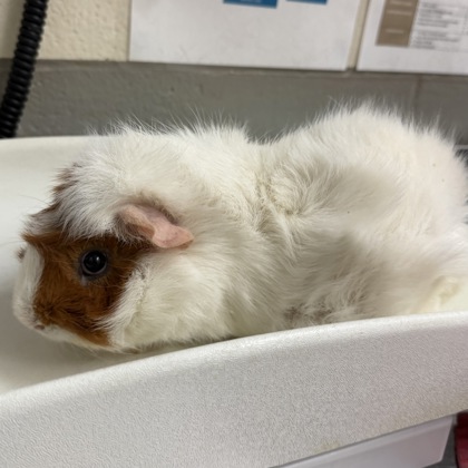 Gizmo