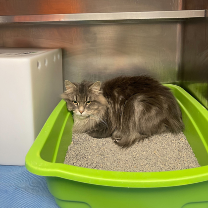 "Juliet" - Adoption Hold!