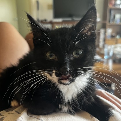 Oreo