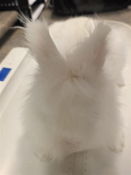 Bunny