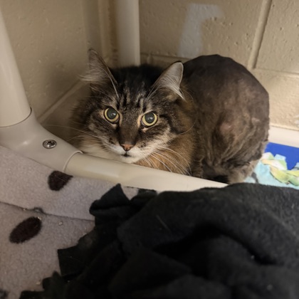 Teddy - Required couple