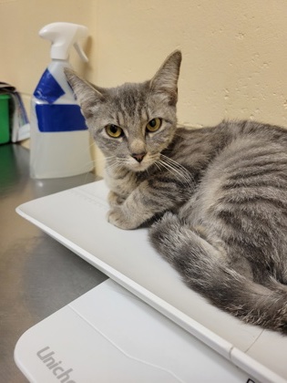 "Matcha" - Adoption Hold