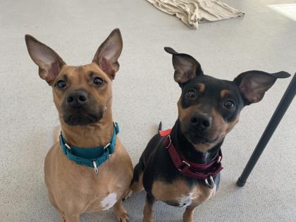 Nala - Required Couple!