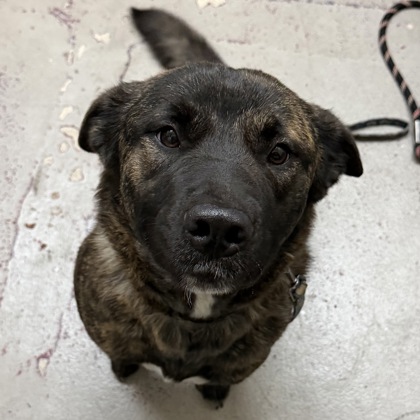 Princess Terrian - Staff Pick!