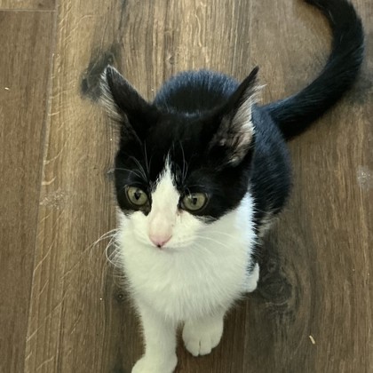 Kit