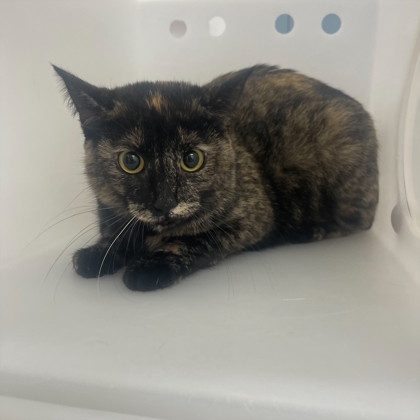 Kinsley - WORKING CAT