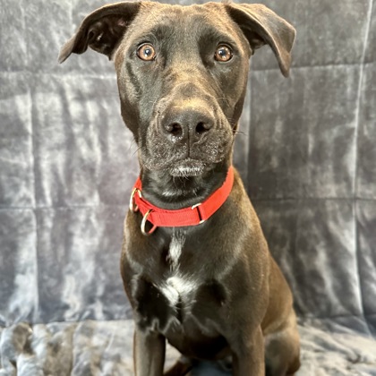 Stella - Benchwarmer!