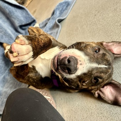 Baja - Volunteer Pick & Benchwarmer!