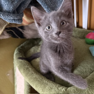 Audrey