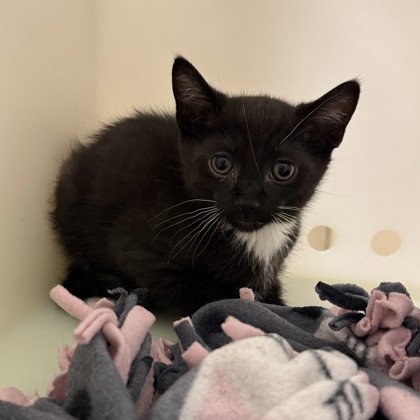 "Tiny Tim" - Adoption Hold!