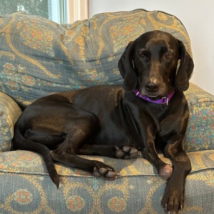 Trixie - Volunteer Pick!