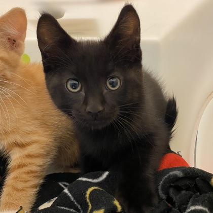 Ollie - Adoption Hold!