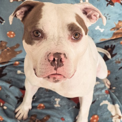 Chester - Benchwarmer!