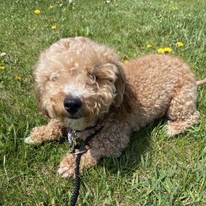 Daisy