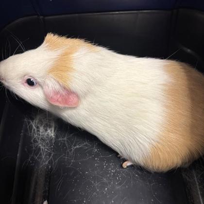 Butterball