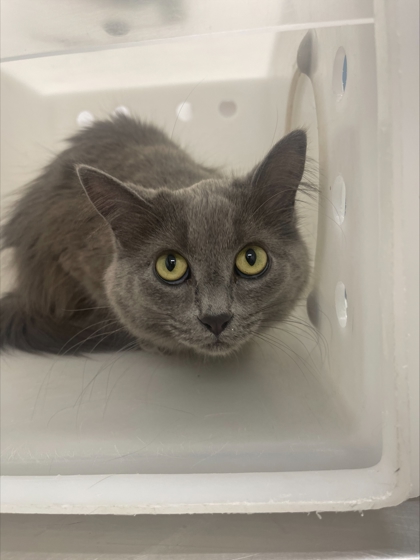 "Ms. Grey" - Adoption Hold!